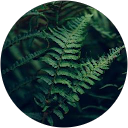 Plush Teddy Plush Teddy